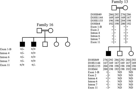 Fig. 2. Haplotype analysis for two families in which no ERGIC-53 mutation was detected. Affected individuals (shaded) in family 16, shown at the left, were determined to differ at five ERGIC-53 intragenic polymorphisms (Table 3). The + indicates the presence of the more common sequence, while the − indicates the presence of the polymorphism or rare sequence variant. Individuals in family 13, shown at the right, were genotyped for four short tandem repeat polymorphisms flanking the ERGIC-53 gene.69 Numbers represent basepair length of the PCR products generated with primers flanking the repeat sequence. Both parents and the affected individuals were also typed for six intragenic polymorphisms (Table 3).