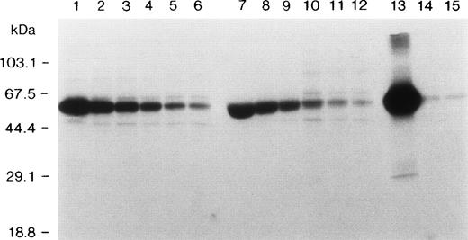 Fig. 4. SDS-PAGE analysis of metabolically labeled rA3-C1 domains immunoprecipitated by LE and MV antibodies. The positive control was anti-A3 MoAb CLB-CAgA at saturating amounts (1 μg, lane 13), and the negative controls were 35S-rA3-C1 with an anti-A2 antibody (lane 14) and without antibody (lane 15). Lanes 1 through 6 contain twofold dilutions from 1:60 to 1:1,920 of LE plasma, and lanes 7 through 12 dilutions 1:2 to 1:64 of MV plasma.
