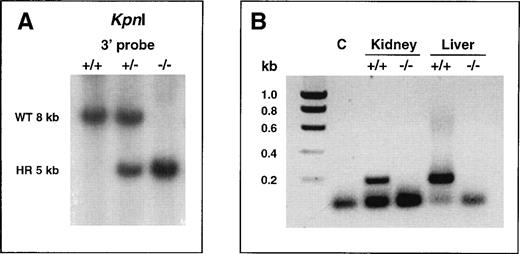 Fig. 1. Confirmation at the DNA and RNA level of correct targeting of the 2-AP gene. (A) Southern blot analysis of tail-tip genomic DNA of littermates from intercrosses of heterozygous 2-AP–deficient mice. The DNA was digested with KpnI and hybridized with a 3′ probe (probe C in ref 10). The 8-kb and 5-kb bands indicate the presence of the wild-type or mutant allele, respectively. WT, wild-type; HR, homologously recombined. (B) RT-PCR analysis of polyA RNA isolated from liver and kidney of 2-AP+/+ and 2-AP−/− mice. PCR products were generated using PCR primers annealing in the coding part of exon 10 of the murine 2-AP gene (deleted in the disrupted allele), and were separated on a 1% agarose gel. PCR with wild type RT-cDNA yielded the expected 193-bp amplification product (lanes 3 and 5). The absence of signal with 2-AP−/− RT-cDNA (lanes 4 and 6) confirmed the inactivation of the 2-AP gene. Lane 2 (C) represents a negative control PCR reaction performed without DNA template. The lower band present in all lanes represents dimers of the primers.