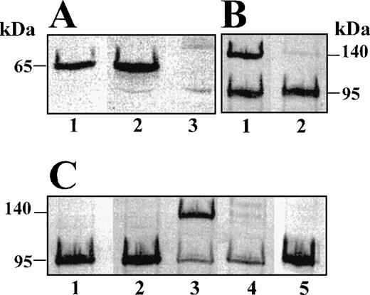 Fig. 2. Western blot analysis of murine plasma using an 2-AP–specific (A) or a plasminogen-specific (B and C) antiserum. (A) Lane 1, purified murine 2-AP; lanes 2 and 3, 2-AP+/+ and 2-AP−/− plasma. (B) Lanes 1 and 2, 2-AP+/+ and 2-AP−/− plasma after incubation with human plasmin (final concentration, 1 μmol/L) for 10 seconds at 37°C. (C) Lanes 1 and 2, 2-AP+/+ and 2-AP−/− plasma; lanes 3 and 4, 2-AP+/+ and 2-AP−/− plasma activated with tcu-PA (final concentration, 50 nmol/L) for 1 hour at 37°C; lane 5, purified murine plasminogen.