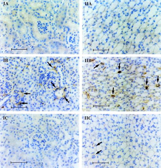Fig. 4. Immunostaining with a specific antiserum against murine fibrinogen/fibrin of kidney sections taken in the outer cortex (I) or in the medulla (II) (original magnification ×400) from 2-AP+/+ mice before (A) or 4 hours after endotoxin injection (B), and from 2-AP−/− mice 4 hours after endotoxin injection (C). The arrows indicate some of the fibrin deposits in the glomeruli (IB) and in the capillaries (IIB and IIC). The scale bar corresponds to 50 μm.