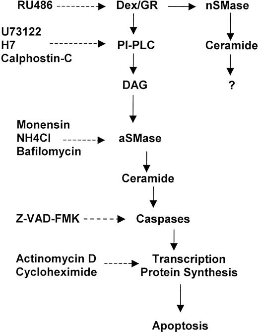 Fig. 9. Sequential signaling events in Dex-induced thymocyte apoptosis. (-----) = Inhibition.