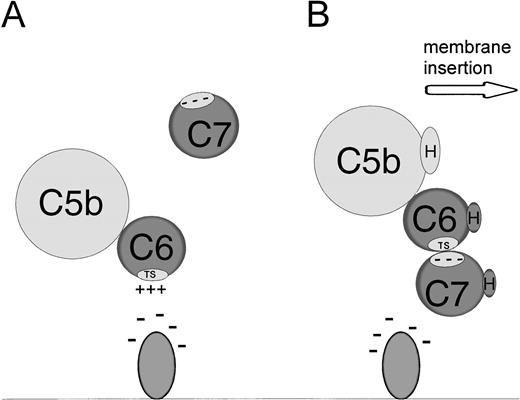 Fig. 6. Model for interaction between membrane anions, C5b-6 and C7. (A) Binding of C5b-6 to anionic lipids via the grouped positive charges of the conserved TS1 domain in C6. (B) The effect of C7 addition. Binding of C7 via anionic residues disrupts the membrane-C5b-6 interaction and leads to exposure of hydrophobic residues, resulting in the dissociation of the C5b-7 complex from the anionic molecule and insertion into the lipid bilayer. TS represents the highly conserved TS1 domain in C6. H represents the hydrophobic domains of C5b, C6, or C7.