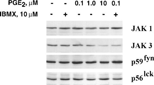 Fig. 2. PGE2 downregulated JAK3 expression in primed T cells. CD3+ peripheral blood lymphocytes were cocultured with PHA for 3 days. Primed cells were then cultured for 24 hours with medium IBMX, PGE2, or PGE2 plus IBMX before performing a Western blot to detect JAK1, JAK3, p59fyn, or p56lck. Representative data are presented.