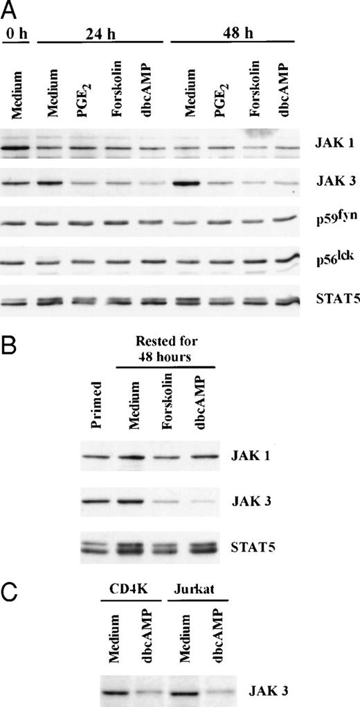 Fig. 3. Forskolin and dbcAMP can mimic the effect of PGE2 and selectively suppress JAK3 expression in naive and primed T cells. (A) CD3+ lymphocytes were stimulated with anti-CD3/IL-2 for 24 and 48 hours in the presence of PGE2(10 μmol/L), Forskolin (100 μmol/L), or dbcAMP (1 mmol/L). Western blotting was performed for JAK1, JAK3, p59fyn, p56lck, and STAT5. (B) Primed T cells were cultured with medium, Forskolin (100 μmol/L) or dbcAMP (1 mmol/L) for 48 hours before Western blotting. Representative data from 1 of 4 experiments. (C) Primary CD4+ T-cell line (CD4K) and Jurkat T cells were cultured with dbcAMP (1 mmol/L) for 48 hours before Western blotting. Representative data from 1 of 4 experiments are presented.