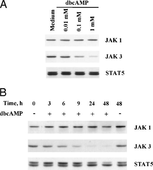 Fig. 4. Suppression of JAK3; concentration and time dependent studies with dbcAMP. (A) Primed T cells were cultured for 24 hours with various concentrations of dbcAMP before Western blotting. (B) Primed T cells were cultured with 1 mmol/L dbcAMP for various lengths of time before Western blotting. An analysis of all experiments showed a significant reduction in JAK3 levels for both naive T cells (n = 5,P < .001) and for primed T cells (n = 8, P < .001) cocultured with dbcAMP.