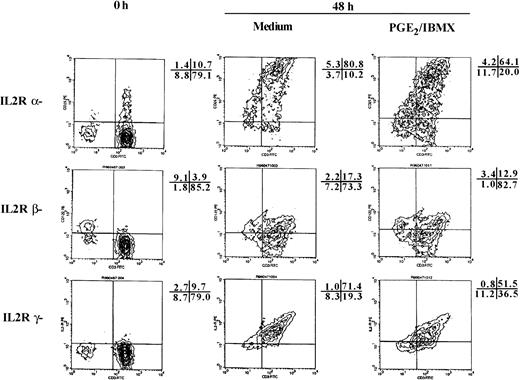 Fig. 5. In naive T cells PGE2/IBMX caused a partial reduction in IL-2R and γc surface expression, but had no effect on IL-2Rβ. Surface expression of IL-2R, IL-2Rβ, and the common γ chain were examined on CD3+ peripheral blood T cells before and 48 hours after stimulation with anti-CD3 plus IL-2 in the presence and absence of PGE2/IBMX. γ chain expression was determined by staining cells with 3B5. IL-2R and IL-2Rβ were detected by staining the anti-p55–PE and anti-p75–PE in combination with CD3-FITC. The percent reduction in the number of T cells expressing IL-2R chains was: 21% IL-2R, 0% IL-2Rβ, and 28% γc. The percentage of cells in each quadrant is presented adjacent to the histogram. Similar results were obtained in two additional experiments.