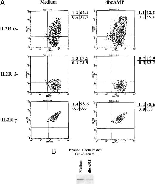 Fig. 6. In primed T cells, dbcAMP did not downregulate IL-2R expression, but did suppress JAK3 expression. (A) Highly purified T cells were activated for 3 days with PHA and then cultured for an additional 48 hours in medium alone or medium supplemented with 1 mmol/L dbcAMP. Surface levels of IL-2R, IL-2Rβ, and the γ chain were then determined by staining cells as described in the legend to Fig 5. The percentage of cells in each quadrant is presented adjacent to the histogram. (B) Aliquots of the same cells were subjected to Western blotting to determine if dbcAMP suppressed JAK3. Representative data from one of four experiments are presented.