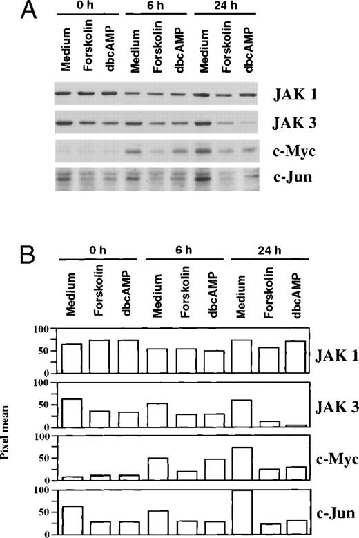 Fig. 8. Suppression of JAK3 expression by forskolin and dbcAMP correlates with the inhibition of IL-2–dependent signaling pathways for induction of c-Myc and c-Jun. (A) After 3 days of priming, T cells were cultured with forskolin (100 μmol/L) or dbcAMP (1 mmol/L) for 24 hours and then stimulated with IL-2 for various times before performing Western blot using antibodies to JAK1, JAK3, c-Myc, and c-Jun. (B) Densitometry scan of immunoblot in (A). After 24 hours of coculture with forskolin (100 μmol/L) or dbcAMP (1 mmol/L), JAK3 was reduced (43% and 49% correspondingly) and remained suppressed during IL-2 stimulation (79% and 94% reduction correspondingly). IL-2–dependent induction of c-Myc was suppressed by 67% (forskolin) and 61% (dbcAMP). The induction of c-Jun was suppressed by 77% (forskolin) and 69% (dbcAMP).