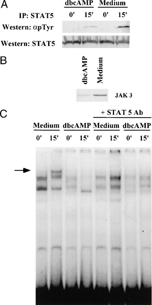 Fig. 9. dbcAMP inhibits tyrosine phosphorylation of STAT5. (A). Primed T cells were cultured for 24 hours in either medium alone or in the presence of 1 mmol/L dbcAMP and then stimulated with IL-2 (1,000 IU/mL) for 15 minutes. Cell lysates were then prepared and immunoprecipitated with anti-STAT5 antibody. Western blotting was performed on aliquots of the immunoprecipitate to determine whether STAT5 was tyrosine phosphorylated (4G10 Ab) and to assess the level of STAT5 in the immunoprecipitates (anti-STAT5 Ab). (B) Aliquots of the same cells were subjected to Western blotting to determine if dbcAMP suppressed JAK3. (C) EMSA and supershift analyses were performed as indicated in Materials and Methods using nuclear extracts from samples shown in (A). The arrow indicates the migration of the IL-2 inducible complex binding to IRF1-GAS sequence. The loss of this inducible band in the presence of anti-STAT5 antibody shows that this band contains STAT5.