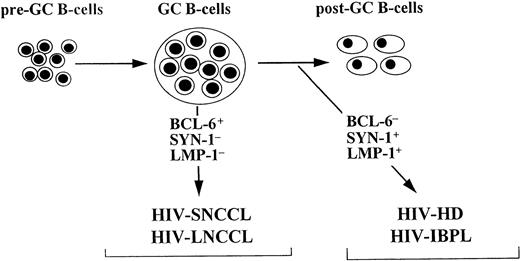 Fig. 3. Histogenetic model for HIV-associated lymphoproliferative disorders infected by EBV (Carbone et al21 and this study). The proposed model is based on the expression pattern of BCL-6 and CD138/syn-1 throughout physiologic B-cell differentiation. B cells within the GC display the BCL-6+/syn-1−phenotype, whereas B cells that have exited the GC and further matured toward the plasma cell stage exhibit the BCL-6−/syn-1+ phenotype. On these bases, HIV-associated systemic non-Hodgkin’s lymphomas displaying the BCL-6+/syn-1− phenotype, ie, HIV-associated small noncleaved cell lymphoma (HIV-SNCCL) and HIV-associated large noncleaved cell lymphoma (HIV-LNCCL), are postulated to originate from GC B cells. Conversely, HIV-associated lymphomas displaying the BCL-6−/syn-1+ phenotype, ie, HIV-associated immunoblastic plasmacytoid lymphoma (HIV-IBPL) and HIV-HD, are postulated to derive from B cells that have transited through the GC and have undergone preterminal differentiation. The post-GC nature of these lymphomas is formally documented, at least in the case of AIDS-IBPL, by the association with genotypic markers of GC transit, namely somatic hypermutation of Ig genes and mutations of BCL-65′ noncoding regions. The BCL-6−/syn-1+phenotype is permissive for expression of the EBV-encoded LMP1 antigen. Conversely, LMP1 expression is consistently absent among HIV-associated lymphomas displaying the BCL-6+/syn-1−phenotype.