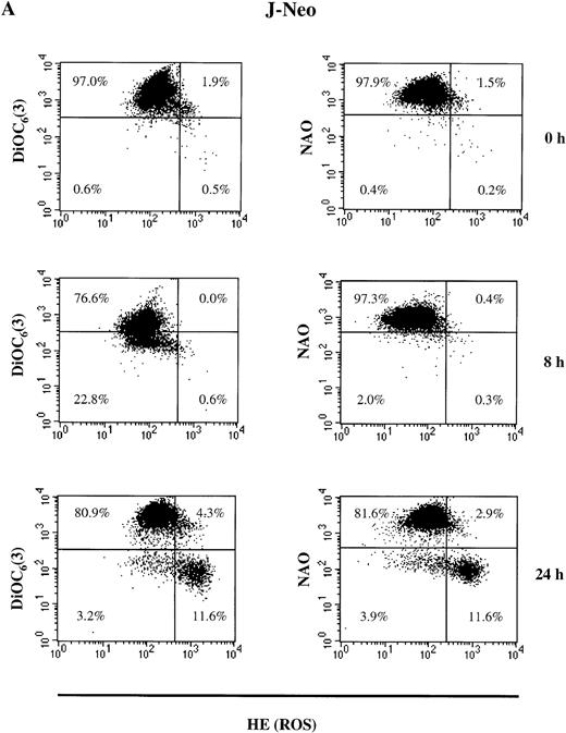 Fig. 6. NO-induced alterations in ▵ψm, ROS production, and cardiolipin content in Jurkat cells transfected only with neomycin (J-Neo) (A) and in Bcl-2 overexpessing Jurkat cells (J-Bcl-2) (B). To measure ▵ψm, ROS production, and cardiolipin content, cells were incubated with DiOC6(3), HE, and NAO, respectively at 37°C for 30 minutes. Recordings were made only on PI negative (viable) cells at green fluorescence (FL1) for DiOC6(3) and NAO and at red fluorescence (FL2) for HE. A representative experiment of four is shown.
