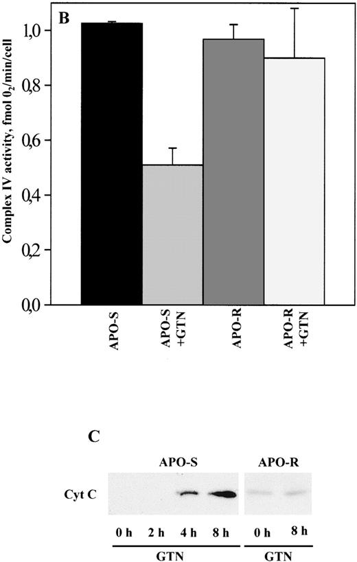 Fig. 1. Effect of NO on the activity of OXPHOS complexes (A and B) and cytochrome c release (C) in APO-S and APO-R Jurkat cells. After treatment with the NO donor GTN (0.2 mmol/L) for 8 hours, 3 × 107 cells were permeabilized with digitonin. Oxygen consumption was measured at 37°C using a Clark type oxygen electrode as described in Materials and Methods. To evaluate cytochromec release, 6 × 107 cells were homogenized on ice and Western blot analysis with anticytochrome c MoAb was performed. (A) Downregulation of OXPHOS complex activity under NO treatment. O2 consumption is expressed as percentage of untreated control. (B) NO-mediated inhibition of complex IV activity. Data are expressed in fmol of consumed O2 per minute per cell. Each bar represents the mean ± standard deviation (SD) of three independent experiments. (C) Time-dependent release of cytochromec into the cytosol in APO-S, but not in APO-R cells. A representative experiment of three is shown.
