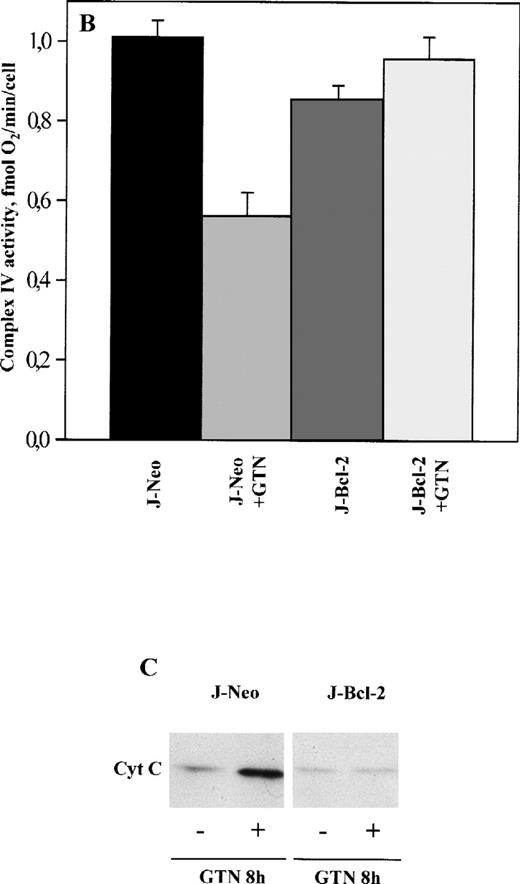 Fig. 5. Effect of NO on the activity of OXPHOS complexes (A and B) and cytochrome c release (C) in Jurkat cells transfected only with neomycin (J-Neo) and in Bcl-2 overexpessing Jurkat cells (J-Bcl-2). Evaluation of OXPHOS complex acitivity and cytochromec release was performed as described in the legend to Fig 1. (A) Decrease of OXPHOS complex activity under NO treatment. Data were expressed as a percentage to the untreated controls. (B) NO-mediated suppression of complex IV activity. Data were expressed in fmol of O2 per minute per cell. Each bar represents the mean ± SD of three independent experiments. (C) Release of cytochrome cinto the cytosole in Neo, but not in Bcl-2 overexpressing cells. A representative experiment of three is shown.