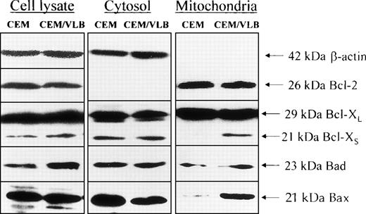 Fig. 1. The expression of Bcl-2 family proteins at the whole cell level and subcellular distribution. Resting CEM and CEM/VLB100 cells were dissolved with 1% Triton X-100 containing lysis buffer. Protein extract (50 μg/lane) was loaded on to 12% SDS-PAGE, transferred to nitrocellulose membrane, and probed with indicated anti–Bcl-2 family protein antibodies. β-Actin served as protein quality control with each experiment. The density of each band was analyzed by densitometry. For whole cell lysate, the ratio CEM:CEM/VLB100 for Bcl-XS = 29:71 (1:2.4); ratio CEM:CEM/VLB100 for Bad = 38:62 (1:1.6). For mitochondria protein, ratio CEM:CEM/VLB100 for Bcl-XS = 3:97 (1:32); ratio CEM:CEM/VLB100for Bad = 38:62 (1:1.6); ratio CEM:CEM/VLB100 for Bax = 12:88 (1:7.3). For the cytosol proteins, ratio CEM:CEM/VLB100 for Bax = 62:38 (1.6:1).