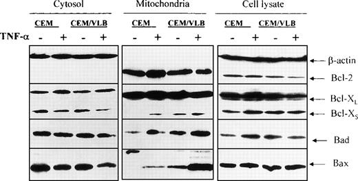 Fig. 2. TNF-–induced Bcl-2 family protein redistribution. Cells were treated with 250 U/mL TNF- for 3 hours. Whole cell lysate and cellular fractions were prepared, and the same amount of protein (50 μg/lane) was analyzed by Western blotting. Ratios of mitochondrial Bcl-2 family proteins after exposure to TNF- are CEM:CEM/VLB100 for Bcl-XS = 33:67 (1:2); CEM:CEM/VLB100 for Bad = 36:64 (1:1.8); and for Bax = 12:88 (1:7.3). At the whole cell level, the CEM cell line the ratio of control:TNF for Bcl-XS = 37:63 (1:1.7); control:TNF for Bad = 29:71 (1:2.4); and the CEM/VLB100cell line the ratio of control:TNF for Bcl-2 = 59:41 (1.4:1).