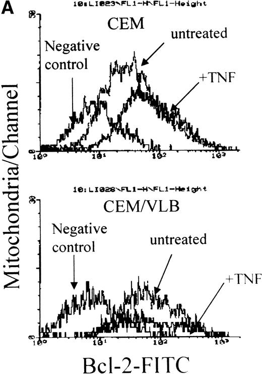 Fig. 3. TNF- induced Bcl-2 protein translocation from light membrane to the mitochondrial outer membrane. CEM and CEM/VLB100 cells were treated with 250 U/mL TNF- for 3 hours. (A) Freshly isolated mitochondria were blocked with BSA, labeled with anti–Bcl-2 antibody, FITC-conjugated anti-mouse antibody, and analyzed with flow cytometry. Control mouse IgG served as a negative control. (B) Light membrane was dissolved with lysis buffer, and 50 μg protein was used for Western blotting. Protein concentration of light membrane was confirmed by Bradford assay and by measuring optical density 280 nm at 260 nm (RNA concentration). Ratio of Bcl-2, control:TNF for CEM = 61:39 (1.6:1) for CEB/VLB100=75:25 (3:1).