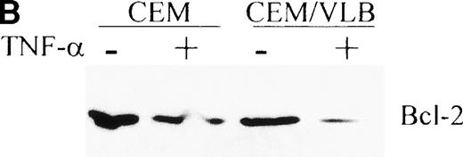 Fig. 3. TNF- induced Bcl-2 protein translocation from light membrane to the mitochondrial outer membrane. CEM and CEM/VLB100 cells were treated with 250 U/mL TNF- for 3 hours. (A) Freshly isolated mitochondria were blocked with BSA, labeled with anti–Bcl-2 antibody, FITC-conjugated anti-mouse antibody, and analyzed with flow cytometry. Control mouse IgG served as a negative control. (B) Light membrane was dissolved with lysis buffer, and 50 μg protein was used for Western blotting. Protein concentration of light membrane was confirmed by Bradford assay and by measuring optical density 280 nm at 260 nm (RNA concentration). Ratio of Bcl-2, control:TNF for CEM = 61:39 (1.6:1) for CEB/VLB100=75:25 (3:1).