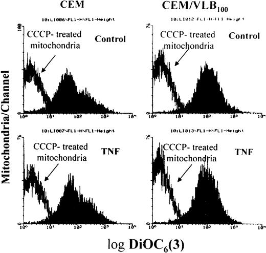 Fig. 5. TNF- did not induce ▵Ψm reduction. After cells had been treated with TNF- for 3 hours, isolated mitochondria were incubated with or without 50 μmol/L uncoupler CCCP for 15 minutes at 37°C, followed by labeling with the ▵Ψm-sensitive dye DiOC6(3).