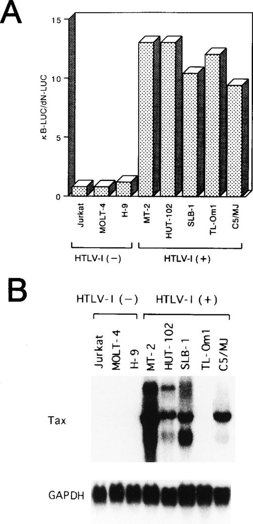 Fig. 1. (A) HTLV-I–infected T-cell lines express a constitutive NF-κB–related activity. Various cell lines were transfected with 10 μg of a reporter plasmid containing the luciferase gene fused to five repeats of the κB motif of the IL-2R gene and enhancerless promoter of HTLV-I (κB-LUC). After 24 hours of incubation, lysates were prepared and assayed for luciferase activity. Ratio of luciferase activity in extracts of κB-LUC–transfected cells is expressed to that for dN-LUC–transfected cells. The results represent the mean of three experiments. (B) Northern blot analysis of Tax in various cell lines. Total RNA (20 μg of each) was isolated from various cell lines. Jurkat, MOLT-4, and H-9 are HTLV-I–uninfected T-cell lines. MT-2, HUT-102, SLB-1, TL-Om1, and C5/MJ are HTLV-I–infected T-cell lines. Blots were sequentially hybridized, exposed, stripped, and rehybridized with Tax and GAPDH probes.
