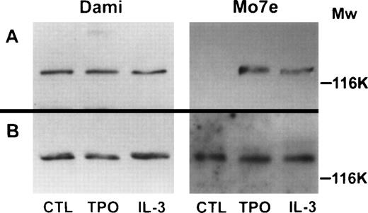 Fig. 7. Phosphorylation of JAK2 in Dami/HEL and Mo7e cells. (A) Cellular proteins (500 μg/mL) from untreated Dami/HEL or Mo7e cells (CTL), or from cells treated with 400 ng/mL TPO or 40 ng/mL IL-3, were precipitated with antiphosphotyrosine agarose. The immunoprecipitates were subjected to SDS-PAGE, transferred to PVDF membrane, and probed with antihuman JAK2 antibody to detect tyrosine-phosphorylated JAK2. (B) Cellular proteins (20 μg) from untreated Dami/HEL or Mo7e cells (CTL), or cells treated with 400 ng/mL TPO or 40 ng/mL IL-3, were subjected directly to 7.5% SDS-PAGE and the blotted PVDF membrane was probed with antihuman JAK2 antiserum to detect total JAK2 protein as a control. Molecular mass markers are indicated in kilodaltons.