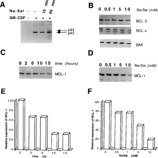 Fig. 2. Na-Sal regulates the expression of MCL-1. (A) Na-Sal does not effect GM-CSF–induced tyrosine phosphorylation of p42/p44 MAPK. TF-1 cells were deprived of GM-CSF for 12 hours and were either left untreated (lane 1) or stimulated with GM-CSF for 10 minutes (lanes 2 through 4). Some cells were preincubated with 5 mmol/L Na-Sal for 10 minutes (lane 3) or 60 minutes (lane 4) before being stimulated with GM-CSF. Cell lysates were analyzed with a phospho-specific MAPK antibody (New England Biolabs, Beverly, MA). (B) The expression of BCL-2, Bax, and BCL-XL is not altered by Na-Sal treatment. TF-1 cells were treated with increasing concentrations of Na-Sal (0.5, 1, 5, and 10 mmol/L) for 5 hours and the presence of BCL-2, BCL-XL, and Bax was analyzed by Western blotting. (C) Time-dependent and (D) dose-dependent inhibition of MCL-1 expression after treatment with Na-Sal. Cells were treated with 5 mmol/L Na-Sal for the indicated times (C) or were treated with the indicated concentrations of Na-Sal for 5 hours (D). The level of MCL-1 protein was determined by Western blotting. (E and F) Densitometric scanning of (C) and (D), respectively. Scanning was performed using the Ambis nonradioactive imaging system (Ambis, Inc, San Diego, CA).