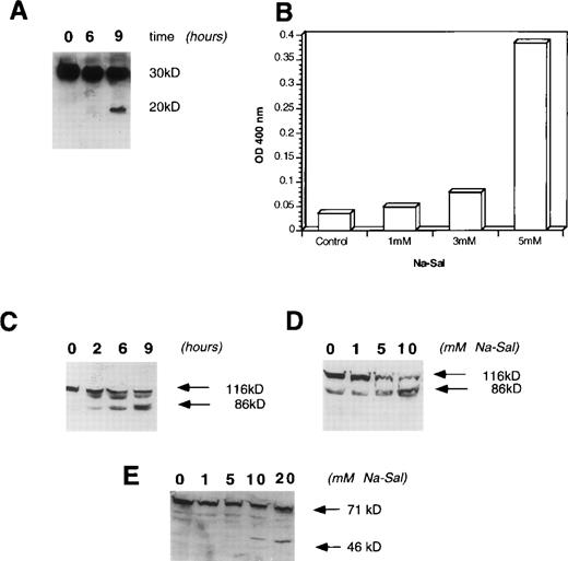 Fig. 3. Na-Sal treatment of TF-1 cells activates caspase-3 and induces cleavage of PARP and gelsolin. (A and B) Activation of cpp-32 (caspase-3) in response to treatment with Na-Sal. (A) TF-1 cells were treated with 5 mmol/L Na-Sal for the time indicated and the presence of intact cpp-32 and its proteolytic fragment (p20) was shown by immunoblotting using an anti-cpp–32 antibody (Transduction Laboratories) (B) Caspase-3 activity was determined in cells treated with Na-Sal (1 mmol/L, 3 mmol/L, and 5 mmol/L) for 16 hours. (C and D) Na-Sal–induced cleavage of PARP. TF-1 cells were left untreated (0) or were treated with 5 mmol/L Na-Sal for 2, 6, or 9 hours, as indicated (C). Cells were also treated with increasing concentrations of Na-Sal (1, 5, or 10 mmol/L, as indicated) for 5 hours (D). The presence of PARP (116 kD) and its 86-kD proteolytic fragment were detected by immunoblotting using an anti-PARP antibody (Pharmingen). (E) Na-Sal–induced cleavage of gelsolin. TF-1 cells were treated with increasing concentrations of Na-Sal (indicated at the top) for 5 hours; the amount of gelsolin and its proteolytic degradation was analyzed by immunoblotting using an anti-gelsolin antibody (Sigma).