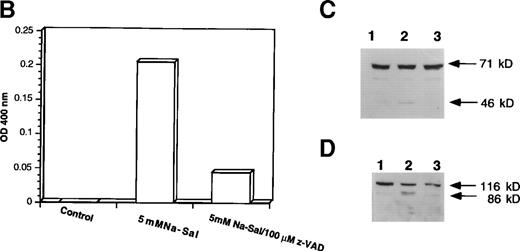 Fig. 4. z-VAD prevents Na-Sal–induced apoptosis of TF-1 cells. (A) Morphological changes. TF-1 cells were left untreated (control) or were treated with 5 mmol/L Na-Sal for 5 hours with or without 1-hour pretreatment with 100 μmol/L Z-VAD. fmk (Calbiochem) as indicated. (B) z-VAD prevents caspase-3 activation. Cells were left untreated (control) or were treated with 5 mmol/L Na-Sal alone or in the presence of 100 μmol/L Z-VAD for 16 hours. Caspase-3 activity was determined as described in Materials and Methods. (C and D) Z-VAD prevents Na-Sal–induced cleavage of gelsolin (C) and PARP (D). Cells were untreated (lane 1), or treated with 5 mmol/L Na-Sal for 5 hours in the absence (lane 2) or presence of 100 μmol/L Z-VAD (lane 3). The assays for PARP and gelsolin cleavage are described in the legend to Fig 3.