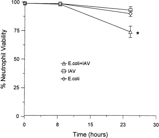 Fig. 6. Effect of IAV, E coli or the combination of IAV and E coli on a percentage of lysed neutrophils and a percentage of control viable neutrophils. These data were obtained on neutrophils treated with 25 μg/mL of IAV, 250 μg/mL of E coli, or both in combination as described in Fig 4. The top panel shows the percent neutrophil viability as determined by the percent of cells able to exclude Trypan blue. In the bottom panel, counts of absolute numbers of viable neutrophils were made (ie, number of cells able to exclude Trypan blue) and divided by number of viable neutrophils present in the control samples (×100 to give percent of control). (*)Indicates samples showing a significant reduction in percent viability as compared with control. (**)Indicates sample with a significant reduction in viable numbers of neutrophils as compared with control samples or samples treated with IAV or E coli alone.