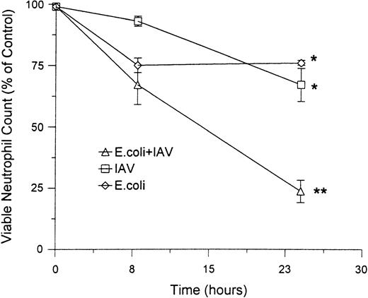 Fig. 6. Effect of IAV, E coli or the combination of IAV and E coli on a percentage of lysed neutrophils and a percentage of control viable neutrophils. These data were obtained on neutrophils treated with 25 μg/mL of IAV, 250 μg/mL of E coli, or both in combination as described in Fig 4. The top panel shows the percent neutrophil viability as determined by the percent of cells able to exclude Trypan blue. In the bottom panel, counts of absolute numbers of viable neutrophils were made (ie, number of cells able to exclude Trypan blue) and divided by number of viable neutrophils present in the control samples (×100 to give percent of control). (*)Indicates samples showing a significant reduction in percent viability as compared with control. (**)Indicates sample with a significant reduction in viable numbers of neutrophils as compared with control samples or samples treated with IAV or E coli alone.