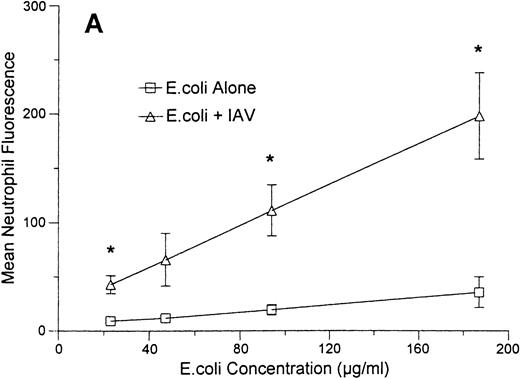 Fig. 8. Effect of IAV on neutrophil uptake of E coli.Mean neutrophil fluorescence after exposure to various concentrations of FITC-labeled E coli alone or in combination with IAV was assessed using flow cytometry as described. All samples were incubated with Trypan blue to quench extracellular fluorescence. (A) Results of incubating various concentrations of E coli alone (lower curve) or in combination with a fixed concentration of IAV (70 μg/mL). (*)Indicates where IAV caused a significantly increased (P < .05) binding of E coli in (A). (B) The effect of preincubating neutrophils with various concentrations of IAV followed by washing off unbound virus and testing binding of FITC-labeled E coli (“IAV Pre-incubation”; lower curve) or of simultaneously incubating various concentrations of IAV along with a fixed concentration of E coli (250 μg/mL) with neutrophils (“IAV simultaneous with E.coli”; upper curve). Results represent mean ± SEM of three separate experiments. In (B) all concentrations of IAV simultaneously incubated with neutrophils enhanced E coli binding significantly (P ≤ .05). The enhancement of uptake was significantly greater with 7.2 μg/mL of IAV than with any other concentration of the virus. For neutrophils preincubated with IAV (lower curve), only the highest concentration of IAV enhanced E coli binding.