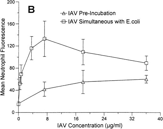 Fig. 8. Effect of IAV on neutrophil uptake of E coli.Mean neutrophil fluorescence after exposure to various concentrations of FITC-labeled E coli alone or in combination with IAV was assessed using flow cytometry as described. All samples were incubated with Trypan blue to quench extracellular fluorescence. (A) Results of incubating various concentrations of E coli alone (lower curve) or in combination with a fixed concentration of IAV (70 μg/mL). (*)Indicates where IAV caused a significantly increased (P < .05) binding of E coli in (A). (B) The effect of preincubating neutrophils with various concentrations of IAV followed by washing off unbound virus and testing binding of FITC-labeled E coli (“IAV Pre-incubation”; lower curve) or of simultaneously incubating various concentrations of IAV along with a fixed concentration of E coli (250 μg/mL) with neutrophils (“IAV simultaneous with E.coli”; upper curve). Results represent mean ± SEM of three separate experiments. In (B) all concentrations of IAV simultaneously incubated with neutrophils enhanced E coli binding significantly (P ≤ .05). The enhancement of uptake was significantly greater with 7.2 μg/mL of IAV than with any other concentration of the virus. For neutrophils preincubated with IAV (lower curve), only the highest concentration of IAV enhanced E coli binding.