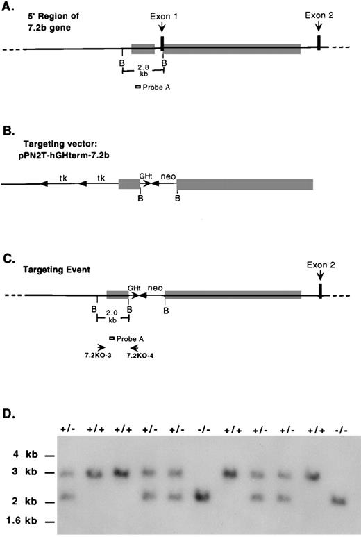 Fig. 1. Homologous recombination-mediated disruption of the 7.2b gene in mice. (A) Schematic representation of the 5′ region of the 7.2b gene including exon 1, intron 1, exon 2, and part of intron 2. B, BamHI sites. Shaded rectangles are the regions included in the targeting vector. (B) The 21-kb targeting vector. Neo, bacterial neomycin resistance gene; tk, herpes simplex virus thymidine kinase gene cassette; GHt, human growth hormone gene-N polyA-signal/terminator. (C) Structure of targeting event. 7.2KO-3 and 7.2KO-4, PCR primers used to screen for targeting event; probe A, probe used for genotyping by Southern analysis. (D) Genotyping mice by Southern blot analysis. BamHI cut genomic DNA probed with probe A. +/+, wild-type mice; +/−, mice heterozygous for 7.2b targeting event; −/−, mice homozygous for 7.2b targeting event. Size markers (kb) are from a 1-kb DNA ladder (GIBCO-BRL, Gaithersburg, MD).