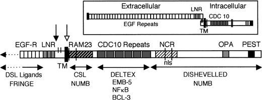 Fig. 1. General structure of Notch proteins, showing conserved functional domains and proteins that interact with different regions. Inset shows the Notch heterodimeric receptor, which is generated by proteolytic processing and reassociation of the extracellular and intracellular fragments before reaching the cell surface. The putative cleavage site is indicated in the main figure by the black arrow. The extracellular domain consists of 29-36 tandem EGF-like repeats and 3 Lin/Notch repeats (LNR) involved in DSL ligand binding and Notch activation. The ligand-induced proteolytic cleavage site is indicated by the white arrow. The intracellular domain includes 6 cdc10 repeats, which mediate protein interactions essential for Notch function; the RAM domain, which binds CSL effector molecules; and the NCR region associated with cytokine-specific effects of Notch1 and 2. See text for discussion of the various proteins that interact with Notch.