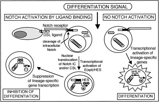 Fig. 2. Signal transduction through the Notch pathway. In the presence of a specific differentiation signal, activation of Notch through ligand binding results in proteolytic cleavage and release of the intracellular domain. Activated intracellular Notch (Notch-IC) and/or CSL proteins translocate to the nucleus, where they activate transcription of E(spl)/HES. The transcription factors encoded by E(spl)/HES in turn suppress transcription of lineage-specific genes, thereby inhibiting cellular differentiation. An equivalent cell, in the absence of Notch activation (right), will respond to the differentiation signal by activating transcription of lineage-specific genes, permitting differentiation along the induced pathway.