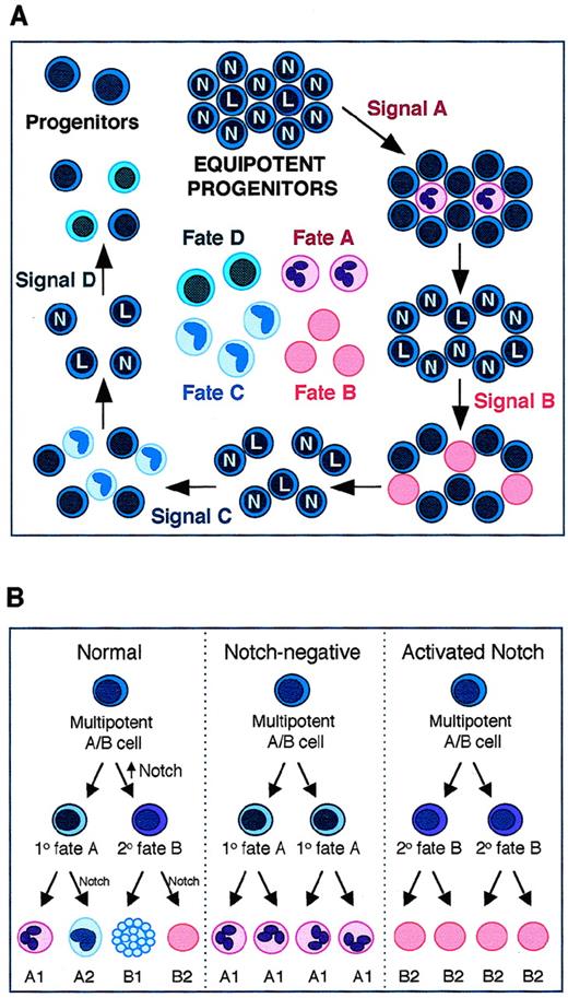 Fig. 3. Relative levels of Notch expression determine sequential cell fates. (A) Lateral signaling among a group of equipotent progenitors permits the generation of cells of distinct lineages in response to inductive signals. When exposed to signal A, cells expressing less Notch and more ligand (L) respond by adopting the primary cell fate A; adjacent cells expressing more Notch (N) are inhibited from adopting fate A, but remain competent to respond to subsequent signals. Among these remaining progenitors, differential expression of Notch again determines which cells will respond to inductive signal B: those expressing less Notch adopt fate B, whereas those expressing more are again inhibited from differentiating. Differential Notch and DSL ligand expression among the remaining progenitors at each subsequent step similarly restricts the number of cells responding to signals C and D. Thus, from a group of originally equipotent progenitors, cells of multiple distinct lineages are established, and some uncommitted progenitors are maintained. (B) Notch functions through successive cell divisions to influence the numbers and types of cells generated from a multipotent progenitor. Normal Notch expression (left panel) allows the A/B progenitor to give rise to cells of four distinct lineages; at each cell division, the daughter cell expressing less Notch adopts the primary fate, whereas the cell expressing more adopts the alternative secondary fate. The A/B progenitor gives rise to A (primary) and B (secondary) cells; progeny of type A cells expressing less Notch subsequently adopt the primary fate A1, whereas those expressing more Notch adopt the secondary fate A2; the same occurs for type B cells. The result is balanced production of cells of all four lineages. When Notch activity is dysregulated, the result is overproduction of one cell type at the expense of another. With loss of Notch function (middle panel), all cells adopt the primary fates resulting in production of only A1 cells. With increased Notch activity (right panel), daughter cells adopt the secondary fates, generating only B2 cells.