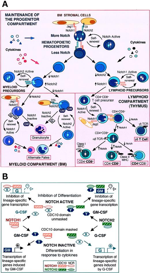 Fig. 4. A model for Notch function in hematopoiesis, showing its role in mediating cell fate decisions through cell-cell interactions and transcriptional regulation. (A) Cellular interactions and effects of Notch signaling in different hematopoietic microenvironments, showing the influence of Notch on hematopoietic cells of different lineages and at different stages of maturation. Each compartment is used to emphasize particular features of Notch signaling that are also applicable to the other compartments. In the progenitor compartment (top panel), Notch signaling occurs between stromal cells and hematopoietic progenitors and between equivalent or nonequivalent hematopoietic cells. Hematopoietic progenitors express multiple Notch molecules (depicted as Notch1 and 2) and DSL ligands. Stromal cells express DSL ligands, including Jagged and Delta. In the context of various cytokines, progenitors are induced to differentiate. Notch signaling regulates the response of progenitors to cytokine stimulation, permitting some to differentiate and others to self-renew. Cells expressing more Notch are inhibited from differentiating and thus maintain a pool of uncommitted progenitors. Cells expressing less escape from the Notch signal and undergo the next step in differentiation. Commitment to the lymphoid or myeloid lineage depends on specific cytokines and the relative activities of Notch1 and 2. Increased Notch1 activity inhibits myeloid differentiation and thus favors the lymphoid pathway; however, for lymphoid commitment, progenitors must also express less Notch2 than their neighbors (increased Notch1 and 2 results in self-renewal). Myeloid differentiation is similarly favored by increased Notch2 expression (which inhibits lymphoid differentiation) and permitted by relatively low levels of Notch1. At the next step, lymphoid and myeloid precursors again either differentiate or self-renew: those expressing less Notch continue to differentiate, whereas those expressing more self-renew at this stage of maturation. In the myeloid compartment (lower left), precursors express both Notch1 and 2 and the effects on differentiation are cytokine-specific, as shown by granulocytic differentiation in response to G-CSF and GM-CSF. Either activation of Notch1 in the presence of G-CSF or activation of Notch2 in the presence of GM-CSF results in inhibition of differentiation and self-renewal of progenitors. These progenitors remain competent to adopt alternative fates in response to subsequent signals. In the absence of Notch1 or 2 activity or in the context of different cytokines (eg, GM-CSF for Notch1 or G-CSF for Notch2), myeloid progenitors differentiate to produce mature granulocytes. In the lymphoid compartment (lower right), Notch signaling involves interactions of thymocytes with each other and with thymic epithelial cells. When induced to differentiate, immature CD4−CD8− thymocytes expressing more Notch1 self-renew, whereas those expressing less undergo the next step in T-cell maturation. At this next step, in the context of a productive TCR rearrangement, CD4−CD8− precursors expressing less Notch adopt the primary γδ T-cell fate; those expressing more Notch fail to adopt the γδ cell fate, subsequently express both CD4 and CD8, and adopt the alternative β T-cell fate. These CD4+CD8+ β precursors, in turn, can either develop either as mature CD4 or CD8 T cells. Cells expressing less Notch adopt the primary CD4 cell fate, normally in association with class II MCH molecules. Development of CD8 T cells generally requires MHC class I ligation, and Notch expression in this context permits cells to adopt the CD8 cell fate. However, expression of high levels of Notch in the presence of MHC class II molecules will also permit CD8 development, while preventing cells from adopting the usual CD4 fate in this context. (B) Distinct intracellular interactions result in cytokine-specific effects of Notch1 and 2 on myeloid differentiation. The activated intracellular Notch molecule includes the cdc10 repeats, which are necessary for Notch function, and the NCR region, which confers cytokine specificity on the Notch1 and 2 molecules. In an inactive conformation, the cdc10 domain is masked and therefore unable to participate in molecular interactions required for Notch activity. Stimulation by G-CSF induces signal transduction through a pathway that includes molecule X, which can interact with the NCR domain of Notch1, but not Notch2. The interaction of X with Notch1 results in unmasking of the cdc10 repeats and facilitates the interaction of Notch1 with nuclear factors. The result is transcriptional suppression of genes that would otherwise be activated in response to G-CSF. Because the Notch2 NCR cannot interact with X, the cdc10 domain remains masked, Notch2 remains inactive, and transcriptional activation of G-CSF–induced genes results in cellular differentiation. GM-CSF signals through a different pathway, inducing molecule Y, which can interact with the NCR domain of Notch2, but not Notch1. Thus, in the context of GM-CSF stimulation, Notch2 is active (the cdc10 domain is unmasked) and inhibits transcription of GM-CSF–induced genes. In contrast, in the presence of GM-CSF, Notch1 remains inactive, lineage-specific gene transcription is permitted, and cells differentiate.
