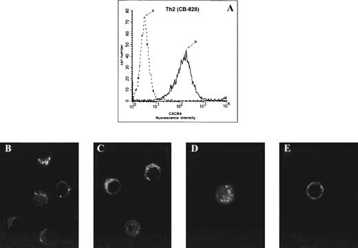 Fig. 1. CD4-independent internalization of cell-surface CXCR4 after interaction with gp120. Cell surface expression of CXCR4 on the human Th2 clone CB-828 (A) was analyzed by flow cytometry after staining with an isotype-matched control MoAb (a) and the FITC-conjugated anti-CXCR4 12G5 MoAb (b). The Th2 cells (clone CB-828) were incubated with either gp120 wt (10 μg/mL; B), a mutant gp120 ▵HX1 that associates with CXCR4 but not CD4 (10 μg/mL; C), SDF1 (10 μg/mL; D), or medium alone (E) for 1 hour at 37°C. After fixation and permeabilization, cells were stained with an FITC-conjugated anti-CXCR4 12G5 MoAb and analyzed by confocal microscopy as described in Materials and Methods.