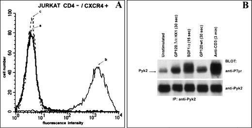Fig. 5. Binding of gp120 to CXCR4 results in a CD4-independent phosphorylation of Pyk2. Cell surface expression of CXCR4 and CD4 on CD4− Jurkat cells was analyzed by flow cytometry (A), after staining of the cells with the anti-CD4 OKT4a MoAb (a), the anti-CXCR4 12G5 MoAb (b), or an isotype-matched control MoAb (c). CD4− Jurkat cells were incubated with either gp120 wt (10 μg/mL), gp120 ▵HX1 (10 μg/mL), SDF1 (100 nmol/L), or the anti-CD3 UCHT-1 MoAb (10 μg/mL) for the indicated time periods at 37°C (B). Immediately after incubation, cells were lysed and Pyk2 was immunoprecipitated with an anti-Pyk2 Ab. The tyrosine phosphorylation status of Pyk2 was analyzed by immunoblotting using an anti-phosphotyrosine (anti-pTyr) MoAb. The immunoblot was stripped and reblotted with an anti-Pyk2 Ab (anti-Pyk2) to ensure that equivalent levels of Pyk2 were immunoprecipitated in each lane.