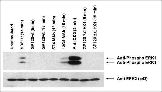 Fig. 6. Binding of gp120 to CXCR4 does not involve activation of the ERK1/ERK2 MAP kinase pathway. CD4−/CXCR4+ Jurkat cells were preincubated in medium alone or in the presence of gp120 wt (10 μg/mL), gp120 ▵HX1 (10 μg/mL), SDF1 (25 nmol/L), the anti-CXCR4 12G5 MoAb (10 μg/mL), the anti-CD3 UCHT-1 MoAb (10 μg/mL), or the anti-CD4 ST4 MoAb (10 μg/mL) for 60 minutes on ice. Stimulations were then performed at 37°C for the indicated time periods before lysis. ERK1/ERK2 activation was assessed using a polyclonal anti-active MAP kinase Ab. The immunoblot was then stripped and reblotted with an anti-ERK2 MoAb.