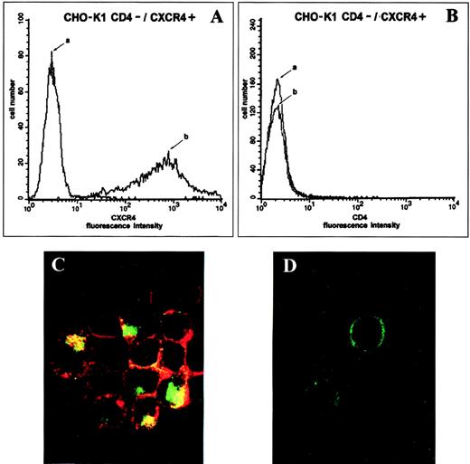 Fig. 2. CD4-independent internalization of the CXCR4-gp120 complex from the cell surface of a CD4−/CXCR4+ cell line. To assess CXCR4 (A) and CD4 (B) receptor surface expression by single-color flow cytometry analysis, cells were incubated for 1 hour at 4°C with either medium alone (control cells; a), the anti-CXCR4 12G5 MoAb (A; b), or the anti-CD4 MoAb OKT4a (B; b). Cells were stained with an anti-IgG mouse FITC. To analyze the subcellular localization of CXCR4 and gp120, CHO-K1 cells were incubated with 10 μg/mL of gp120 wt (C) or medium alone (D) for 1 hour at 37°C. After fixation and permeabilization, cells were stained with a rabbit anti-gp120 antiserum and a Texas Red-conjugated antirabbit IgG as well as the FITC-conjugated anti-CXCR4 12G5 MoAb, such that the intracellular presence of gp120 was observed as a red fluorescence and that of CXCR4 as a green fluorescence. The superposition of the two fluorochromes (yellow) is indicative of a colocalization of gp120 and CXCR4. This colocalization can only be observed in cells in which endosomes are observed in the microscopic confocal laser section.
