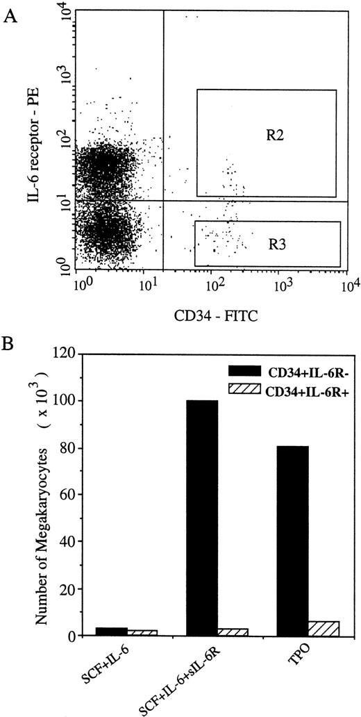Fig. 5. Different effects of IL-6/sIL-6R on the generation of Mks from CD34+ IL-6R− and CD34+IL-6R+ cells. (A) Selection of CD34+IL-6R− and CD34+ IL-6R+ cells from human umbilical cord blood MNCs by flow cytometry. R2: CD34+ IL-6R+, R3: CD34+IL-6R− cells. (B) Megakaryocyte generation from the two populations of the CD34+ cells. 2,000 CD34+IL-6R− cells and CD34+ IL-6R+cells sorted by FACS were initiated in serum-free culture, respectively. The total number of Mks generated by each combination was determined at day 10. Results are from one representative experiment. Similar results were obtained in three additional experiments.