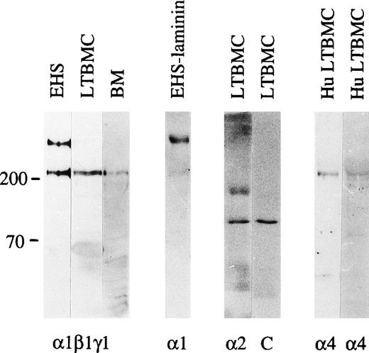 Fig. 1. Immunoblotting of laminin  polypeptides in the bone marrow stroma. Immunoblotting of protein extracts from an EHS tumor (EHS), adherent cells from mouse long-term bone marrow cultures (LTBMC), adult mouse bone marrow (BM), human long-term bone marrow cultures (HuLTBMC), and laminin-1 isolated from EHS tumor (EHS-laminin) was performed. Antibodies used were: (1β1γ1), a polyclonal antiserum against the three chains of laminin-1; 1, MoAb 200 against laminin 1 chain; 2, MoAb 8G11-D10 against laminin 2 chain; 4, two polyclonal antibodies against a fragment of human laminin 4 protein (left), or a synthetic peptide corresponding to human laminin 4 chain (right) as an immunogen. C, control immunoblotting in the absence of primary antibody. The positions of a 200 and 70 kD molecular mass markers run in parallel are shown to the left of each blot.