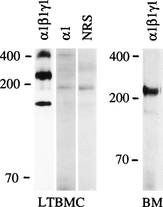 Fig. 4. Immunoprecipitation of the proteins synthesized in the culture medium by adherent cells of mouse long-term bone marrow culture (LTBMC) or cells from 1 week postnatal mouse bone marrow (BM) with an antiserum against laminin-1 (1β1γ1), laminin 1 chain (1; MoAb 198) or with a nonimmune rabbit serum (NRS). Positions of a prestained 200 and 70 kD molecular mass markers and 400 kD laminin 1 polypeptide from EHS extract stained by Coomassie blue after electrophoresis are shown to the left. LTBMC: 6% gel; BM: 3% to 12% gradient gel.
