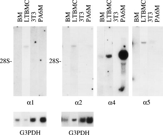 Fig. 5. Expression of mRNAs for laminin 1, 2, 4, and 5 chains in 1-week postnatal mouse bone marrow (BM), adherent cells from mouse long-term bone marrow cultures (LTBMC), 3T3, and MC3T3-G2/PA6 (PA6M) cell lines. Northern hybridization of total RNA was performed with the labeled cDNA probes corresponding to laminin 1, 2, 4, and 5 mRNA. Hybridizations with cDNA fragments corresponding to laminin 2, 4, and 5 mRNAs were performed consecutively on the same membrane. The amount of mRNA loaded was analyzed by hybridizations of the membranes with a cDNA probe corresponding to G3PDH mRNA (G3PDH). 28S; localization of 28S rRNA on the membranes. The blots were exposed to radiograph films; exposure time for a cDNA fragment corresponding to laminin 1 mRNA was 17 days, to laminin 2 mRNA 19 days, to laminin 4 mRNA 21 days, and to laminin 5 mRNA 28 days.