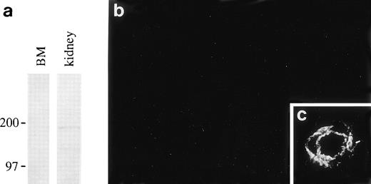 Fig. 6. Absence of laminin β2 polypeptide in the bone marrow. (a); immunoblotting of proteins from 4-weeks-old rat bone marrow (BM) and newborn rat kidney with the MoAb, D5, shows a band of about 190 kD corresponding to laminin β2 in kidney lysates but not in bone marrow. Position of 200 and 97 kD molecular mass markers run in parallel are shown on the left. Immunofluorescent staining with the antibody D5 does not stain any structures in newborn rat bone marrow (b), whereas the antibody stains an artery in the dermis in the same section (c).