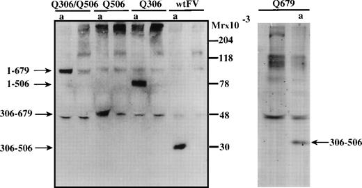 Fig. 3. Western blotting to visualize APC-mediated cleavage of FV in the FVIIIa degradation assay. To investigate whether wtFV and mutant FV were cleaved by APC in the FVIIIa degradation assay, aliquots were drawn from the assay and analyzed by Western blotting using an antibody reacting with the amino acid sequence carboxy-terminal of the Arg-306 cleavage site. The FVIIIa degradation was performed as in Fig 2 using 11 nmol/L FV. Aliquots for analysis were drawn before and after (a) the 2.5 minutes incubation in the factor FVIIIa degradation assay.