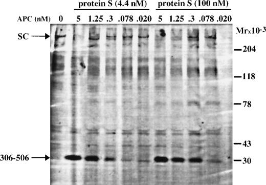 Fig. 5. Western blotting showing APC-catalyzed cleavage of wtFV in the FVIIIa degradation assay, in the presence of either 4.4 nmol/L or 100 nmol/L protein S. Aliquots were drawn from the FVIIIa degradation experiment of Fig 4 and analyzed by Western blotting using an antibody reacting with the amino acid sequence carboxy-terminal of the Arg-306 cleavage site. The aliquot containing 100 nmol/L protein S and 0.020 nmol/L APC was badly transferred during the Western blotting.