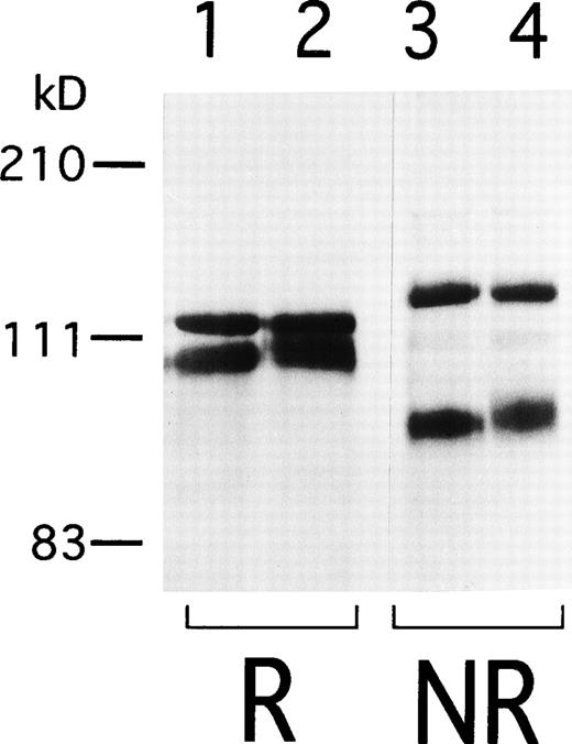Fig. 4. Immunoprecipitation of IIbβ3from 24/12 and AM-1 cells. Cell surface was labeled with sulfo-NHS-LC-biotin and lysed with 1% Triton X-100 lysis buffer. Lysates from 24/12 cells (lanes 1 and 3) and AM-1 cells (lanes 2 and 4) were incubated with anti-IIbβ3 antibody, AP2, and immunoprecipitates were separated on 6% SDS-PAGE under reducing (lanes 1 and 2) or nonreducing conditions (lanes 3 and 4). After transfer, the membrane was incubated with peroxidase-conjugated avidin and developed with chemiluminescence.