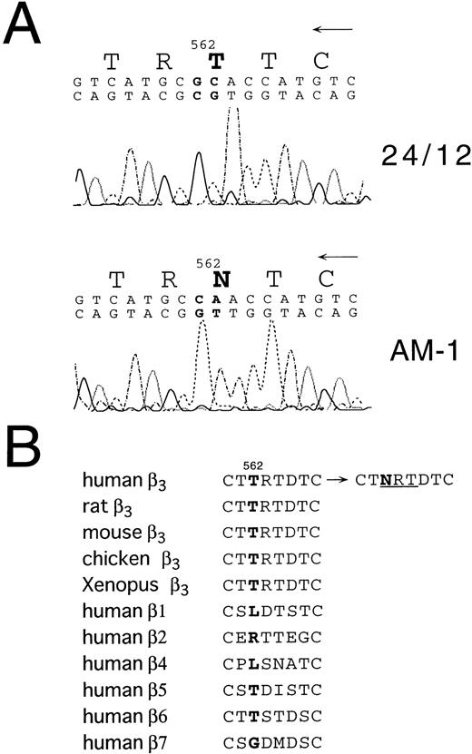 Fig. 5. Sequence analysis of β3 cDNA from 24/12 or AM-1 cells. (A) The results of sequencing using an antisense primer are shown. The same results were obtained using a sense primer for sequencing (data not shown). The mutated nucleotides and the changed amino acid are in bold. (B) Amino acid alignment around the mutated site is shown. T562 in β3 and corresponding amino acids in other β integrins are in bold. NRT (underlined) is a consensus sequence for N-glycosylation. Amino acid sequences were obtained from Wippler et al,44 Mimura et al,53and Ransom et al.54